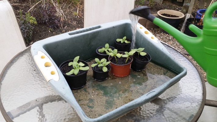 young sunflowers