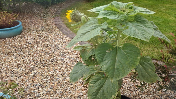 sunflowers